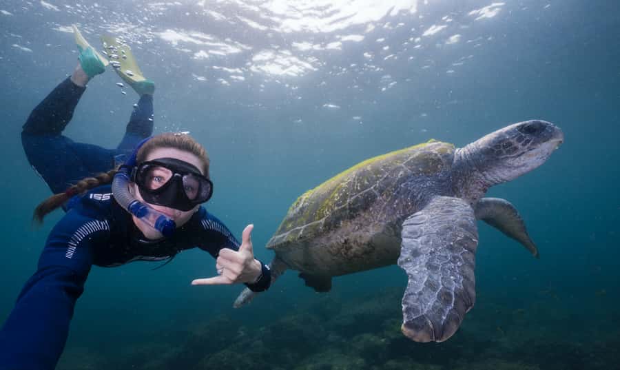 Tweed Heads: Snorkel With the Turtles - Cook Island Aquatic Reserve: The turtle-forward reef near Fingal Head