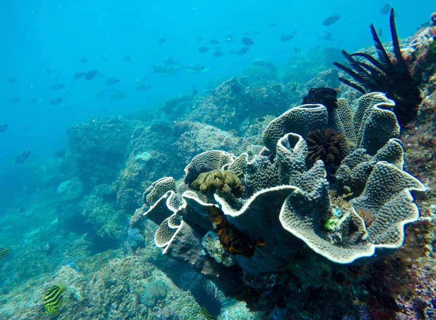 Tweed Heads: Snorkel With the Turtles - Getting geared up: what’s included and how it helps first-timers