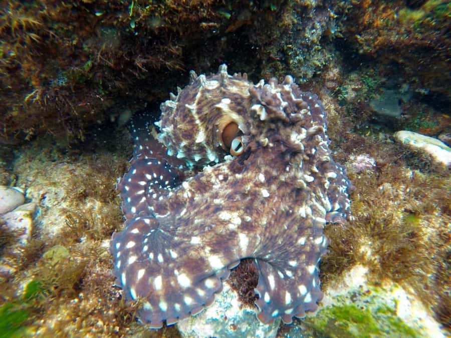 Tweed Heads: Snorkel With the Turtles - The in-water experience: shallow snorkeling with real guidance