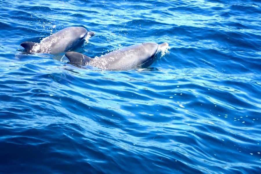 Tweed Heads: Snorkel With the Turtles - Sea turtles, dolphins, and wobbegongs: what you’re actually hoping to spot