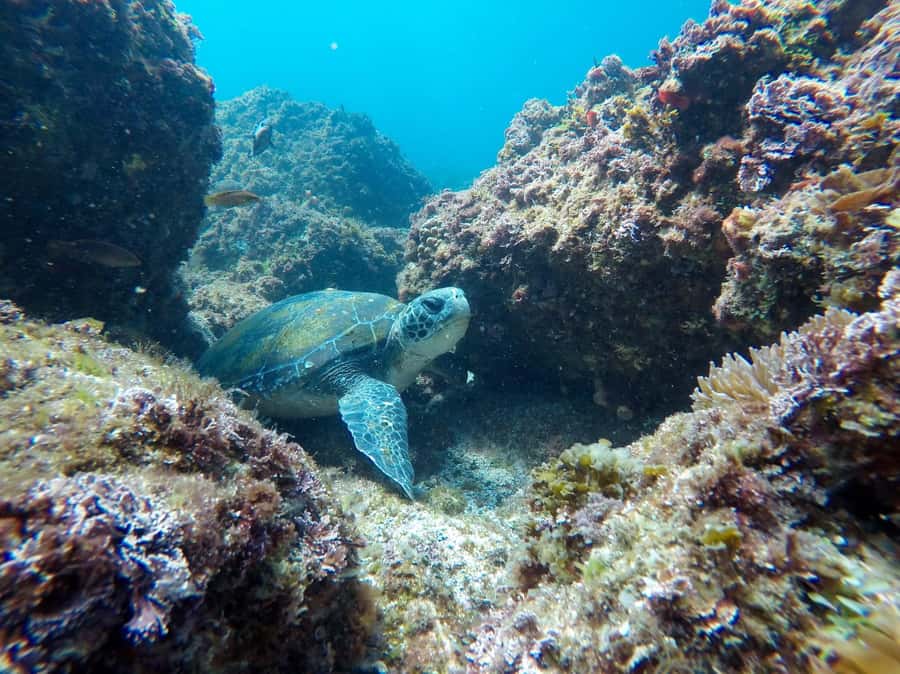Tweed Heads: Snorkel With the Turtles - Price and value: is $126 worth it?