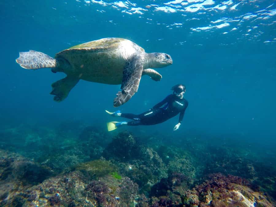 Tweed Heads: Snorkel With the Turtles - Who should book this turtle snorkeling tour (and who should skip)