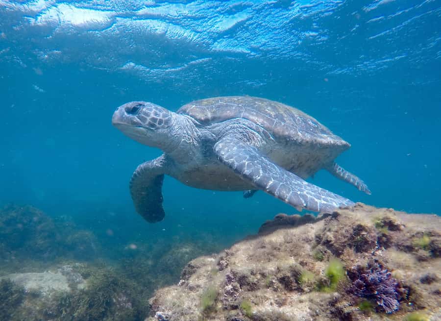 Tweed Heads: Snorkel With the Turtles - Should you book Tweed Heads: Snorkel With the Turtles?