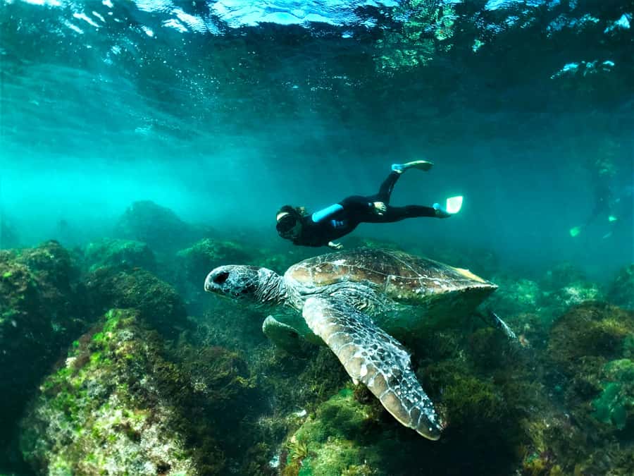 Tweed Heads: Snorkel With the Turtles - The 150-minute plan: how the timing works (and why it matters)