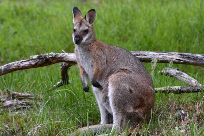 Ultimate Blue Mountains and Wildlife Tour - What to expect on your feet: moderate fitness and gravel-road riding