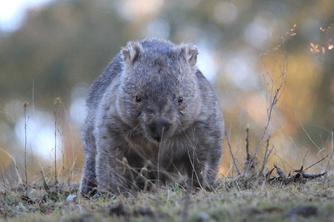Ultimate Blue Mountains and Wildlife Tour - Price and value: $413 makes sense if you want a small-group day