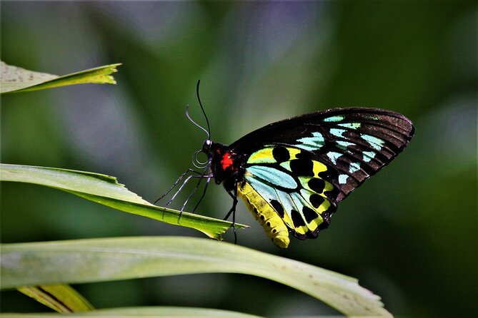 Ultimate Daintree Rainforest Wildlife Experience Cruise - What You’ll Try to Spot: Crocodiles, Tree Snakes, Birds, and More