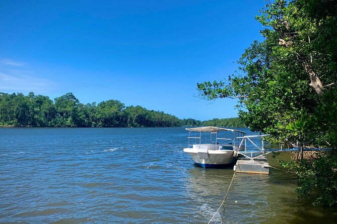 Ultimate Daintree Rainforest Wildlife Experience Cruise - The Guide Factor: How the Commentary Changes the Whole Ride