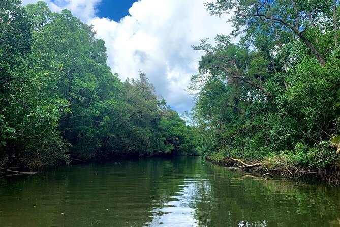 Ultimate Daintree Rainforest Wildlife Experience Cruise - Timing and Weather: Why Flexibility Is Part of the Deal