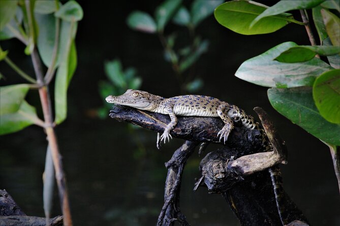 Ultimate Daintree Rainforest Wildlife Experience Cruise - Who This Cruise Is Perfect For (And Who Might Want Something Longer)