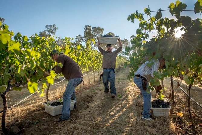 Ultimate Mornington Peninsula Food and Wine Small Group Tour - Mornington Peninsula day trip planning: timing, pickup, and getting back before dinner