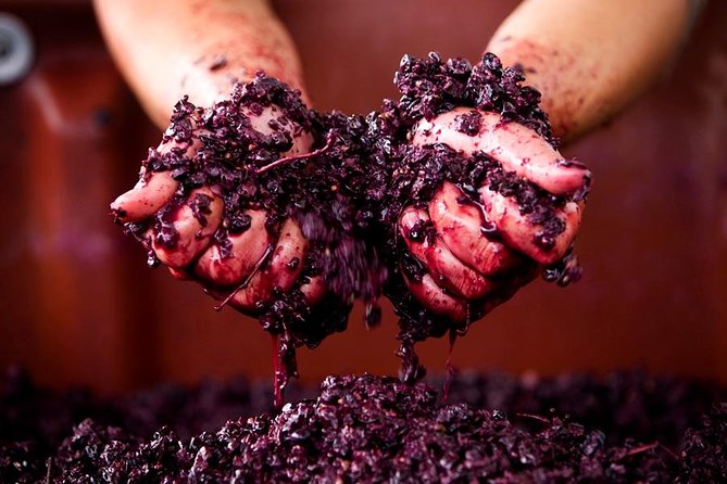 Ultimate Mornington Peninsula Food and Wine Small Group Tour - Stop 2: Quealy Winemakers tasting hour—what you’re really paying for