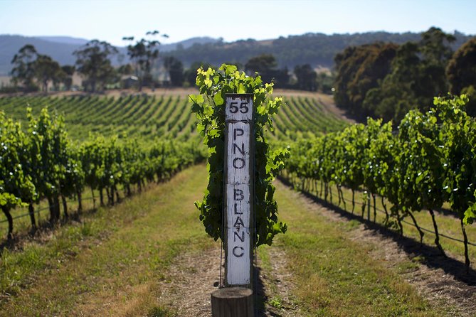 Ultimate Mornington Peninsula Food and Wine Small Group Tour - Stop 3: Pt. Leo Estate—balancing views, pace, and Pinot-friendly choices