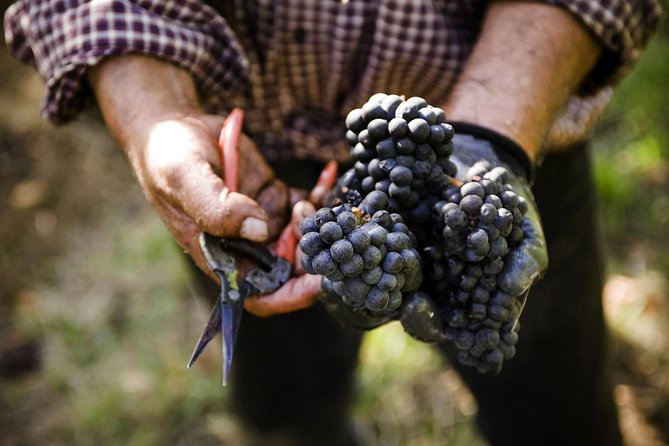 Ultimate Mornington Peninsula Food and Wine Small Group Tour - The small-group advantage: how a guide like Bill or Nicci changes the day