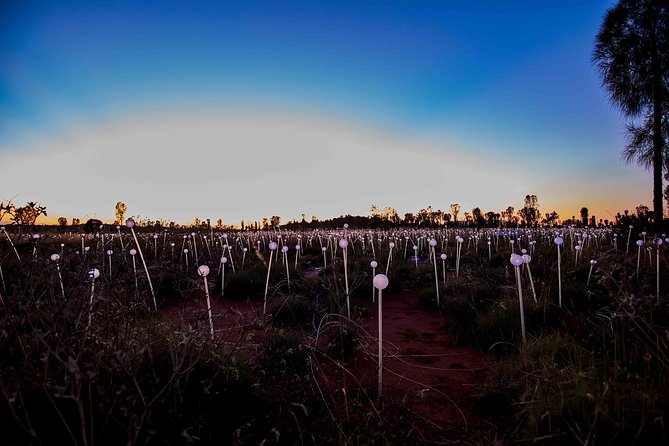 Uluru (Ayers Rock) Field of Light Sunrise Tour - Price and value: is $92.52 worth the early alarm