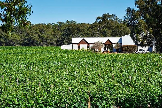 Upper Reach Winery: Swan Valley Winery and Vineyard Tour - Key Tour Takeaways