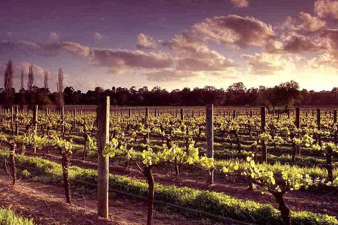 Upper Reach Winery: Swan Valley Winery and Vineyard Tour - Tasting Like a Winemaker: Barrels, Tanks, and a Dessert Wine Moment
