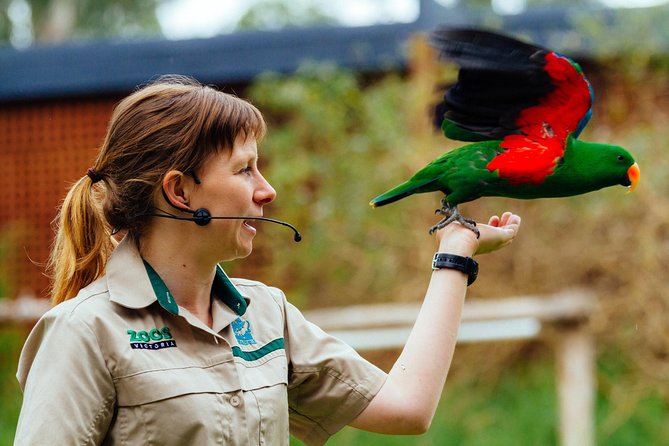 VIP Sanctuary Tour at Healesville Sanctuary - excl. entry - Spirits of the Sky free-flight birds: the VIP seating advantage