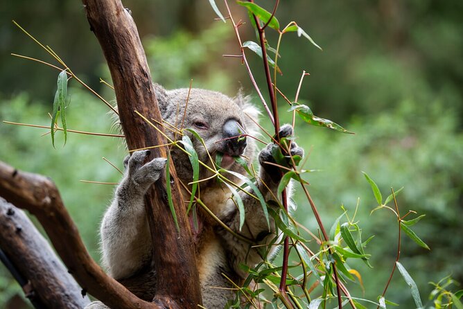 VIP Sanctuary Tour at Healesville Sanctuary - excl. entry - Healesville Sanctuary with your ranger: why small-group guidance pays off