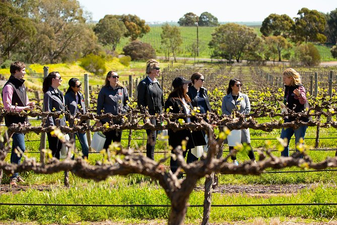 Walk, Taste, Graze - Experience at Pindarie - Where Pindarie fits best in a Barossa day