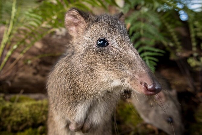 Walk with Wildlife: Guided Tour in Great Ocean Road - Conservation Ecology Centre Research Hub: why the stop is more than a break