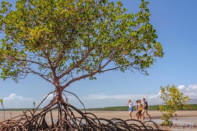 Walkabout Cultural Adventures - Ngana Julaymba Dungay Full Day - Daintree rainforest walking time: oldest living rainforest, explained through use