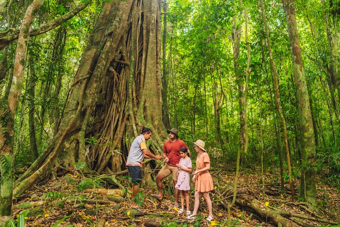 Walkabout Cultural Adventures - Ngana Julaymba Dungay Full Day - Daintree River overlook: learning by looking, not just by listening