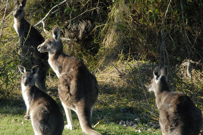 Walking with Wild Kangaroos Private Half-Day Trip from Sydney - Riding Out of Sydney for Real Wild Kangaroo Time