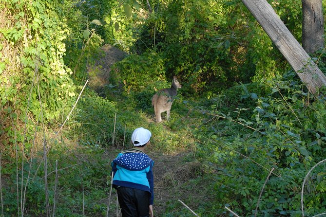 Walking with Wild Kangaroos Private Half-Day Trip from Sydney - “Walking” That Stays Comfortable and Photo-Friendly