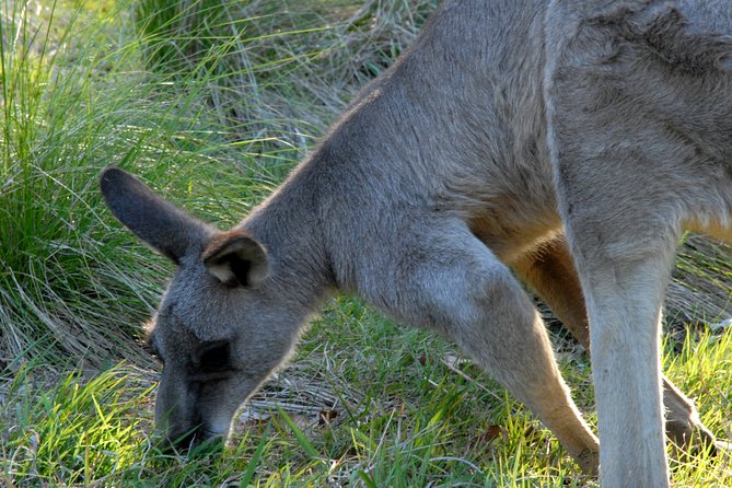 Walking with Wild Kangaroos Private Half-Day Trip from Sydney - Birds on the Way: Kookaburras and Rainbow Lorikeets
