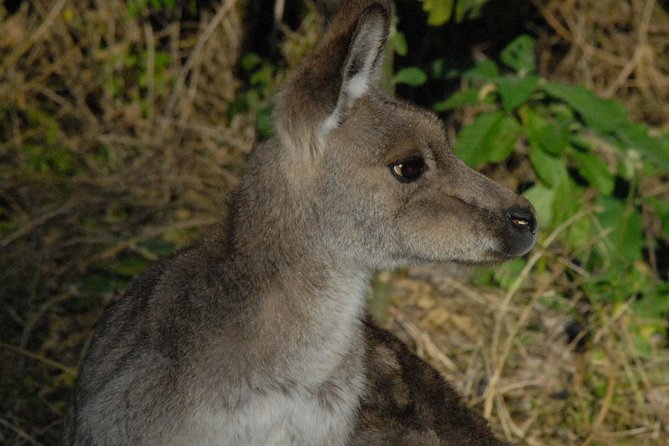 Walking with Wild Kangaroos Private Half-Day Trip from Sydney - The Main Mission: Finding Kangaroos in Outer Sydney or the Blue Mountains