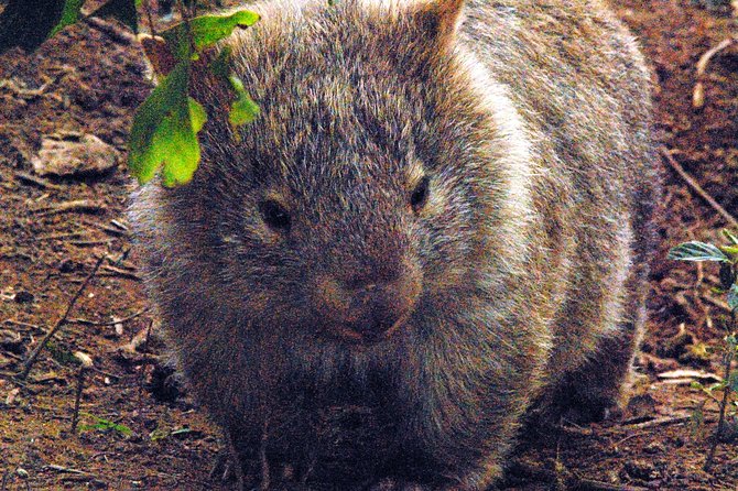 Walking with Wild Wombats Private Day Trip from Sydney - The Big Picture: a private Sydney-to-NSW wildlife day