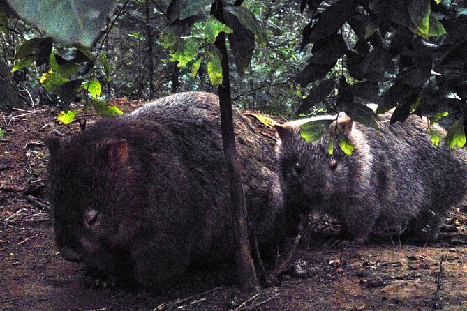 Walking with Wild Wombats Private Day Trip from Sydney - Stop 1 in NSW: rainforest walking for a cooler start