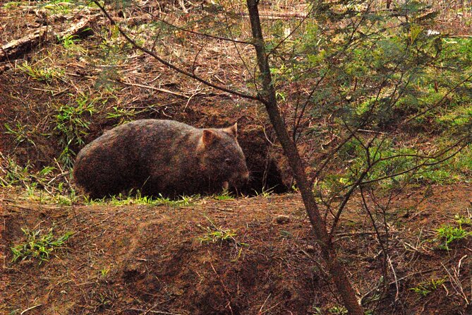 Walking with Wild Wombats Private Day Trip from Sydney - Stop 3: the wombat time block (and why it matters)