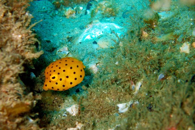 Wave Break Island Scuba Diving on the Gold Coast - Certificate time, snorkel options, and the “slow down” part