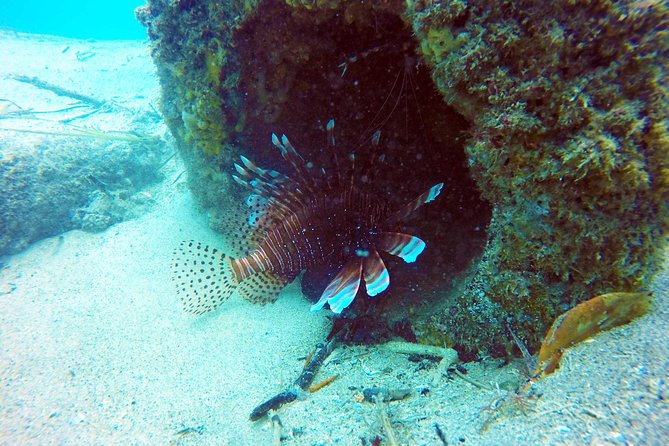 Wave Break Island Scuba Diving on the Gold Coast - Beginner-friendly coaching vs. certified guest expectations