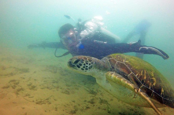 Wave Break Island Snorkel Tour on the Gold Coast - What You’ll See: Schools of Fish, Corals, and Marine Animals