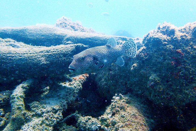 Wave Break Island Snorkel Tour on the Gold Coast - The “How Much Snorkeling” Reality Check (and How to Make It Feel Worth It)