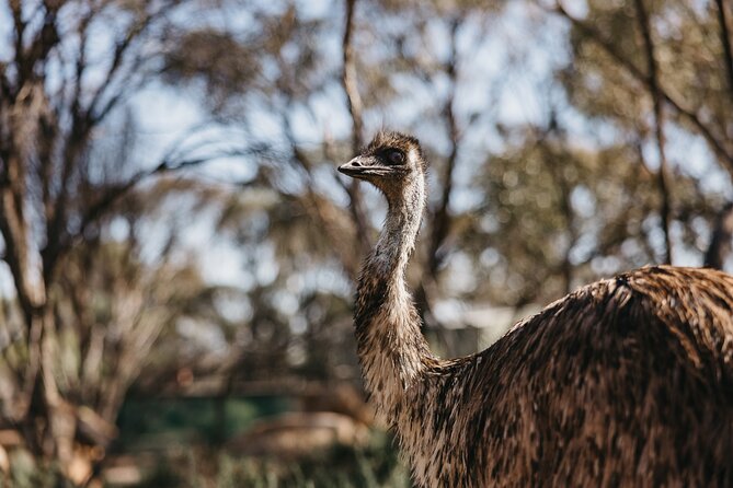 Wave Rock, York and Aboriginal Cultural Day Tour from Perth - Wildflower Shoppe and lunch: animals, lace, and a set meal