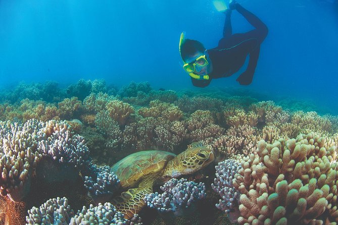 Wavedancer Low Isles Great Barrier Reef Sailing Cruise from Palm Cove - Low Isles From Palm Cove: Why This Spot Feels Made for Day Trips