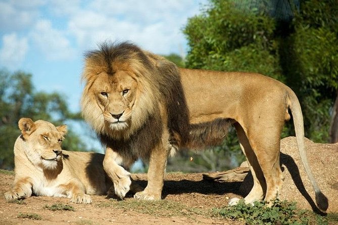 Werribee Open Range Zoo General Admission Ticket - Safari Bus Through Grassland: Your 40 Minutes of Big-Game Energy