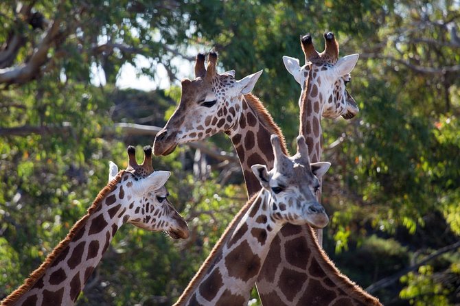 Werribee Open Range Zoo General Admission Ticket - Keeper Talks and Presentations: Learning Included (and It Matters)