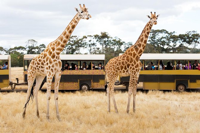 Werribee Open Range Zoo General Admission Ticket - Price and Ticket Value: Why $40.88 Can Make Sense