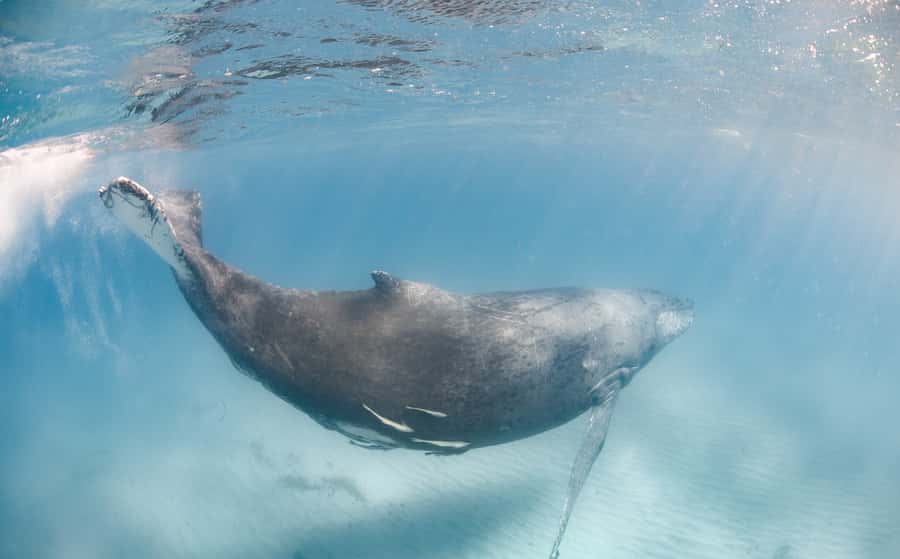 Western Australia: Swim with Humpback Whales - Why Coral Bay and Ningaloo make this whale swim work