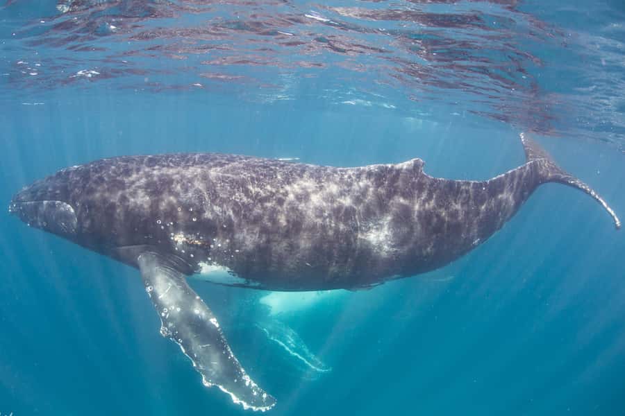 Western Australia: Swim with Humpback Whales - A full day on the water: snorkeling first, whales next, then more reef