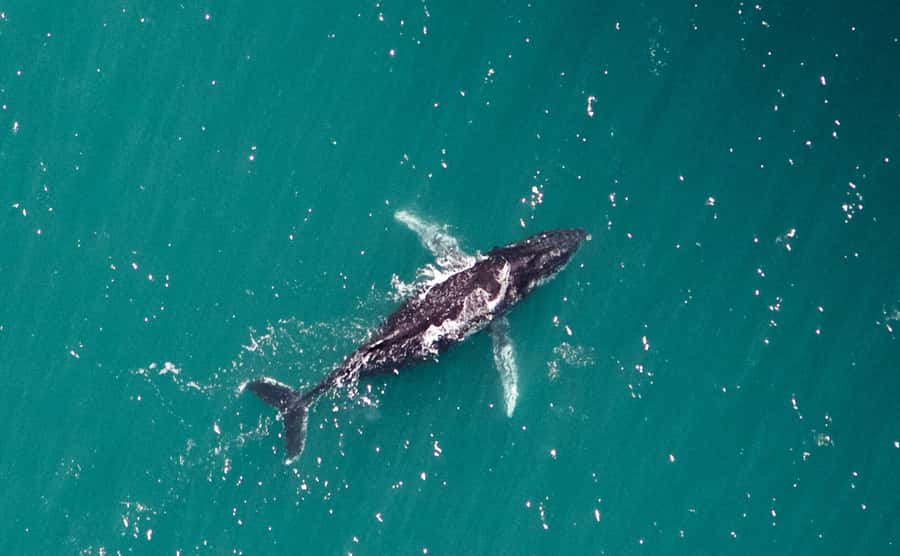 Western Australia: Swim with Humpback Whales - Ningaloo Reef snorkeling: turtles, reef sharks, stingrays, and more