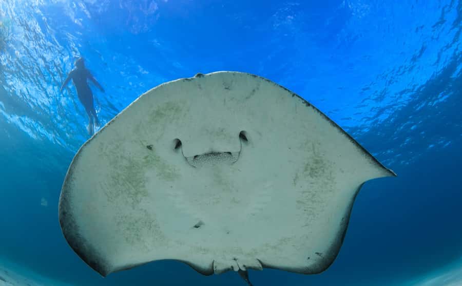 Western Australia: Swim with Humpback Whales - Meals and the feel-good finish: tea, buffet lunch, champagne and fruit