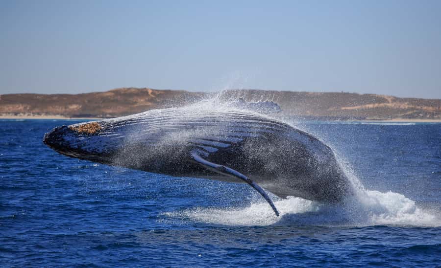 Western Australia: Swim with Humpback Whales - How the whale swim actually works: safety decisions and small groups