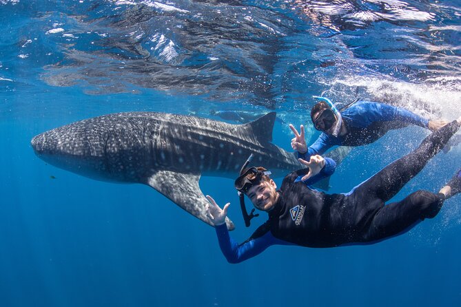 Whale Shark Safari - Key things to know before you go
