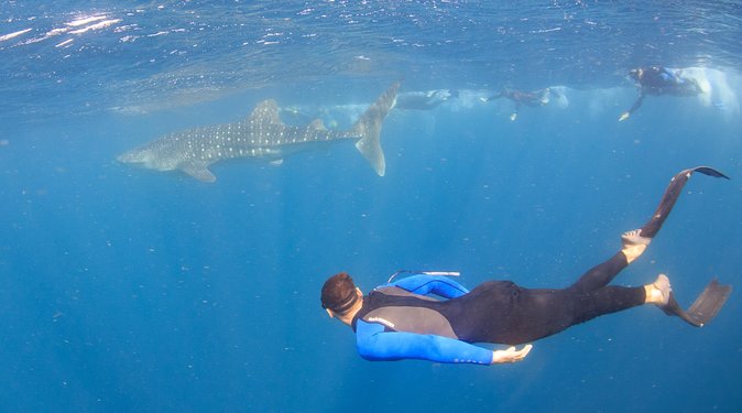 Whale Shark Safari - 7:30am meeting and the smooth handoff to the boat
